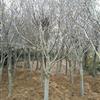 紅、黃、紫、白玉蘭基地/價格/圖片/産地/行情