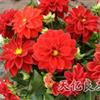 大丽花