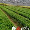 红豆杉 一年生红豆杉 浙江红豆杉 红豆杉最新报价
