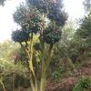 出售名贵大规格造型茶花1000多株