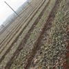 茶花小苗直销基地 规格齐全 价格优惠
