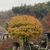 特价供应100000地径2-3公分的红枫