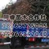山东柽柳小苗装车