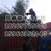 柽柳现场图片图片\柽柳现场图片报价