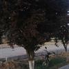 Ҷؾ20ң˴