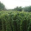 全国最大的牛马腾种植基地