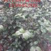 湖南50-60公分的茶花毛球介绍