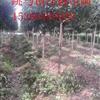 湖南红叶石楠基地信息