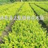 供应绿化小苗、扦插小苗、籽播小苗量大优惠