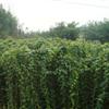 全国最大的油麻藤种植基地