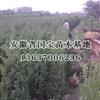 安徽蜀桧价格