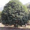 桂花供应/桂花图片