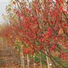걦|Malus  Jewelcole