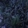 紫花卢丽行情报价\紫花卢丽图片展示