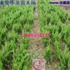  31鱨\ 31ͼƬչʾ