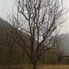 河南南阳地区供应9-60公分白玉兰