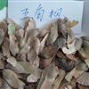 大量供应五角枫种子