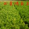 供应东方红桔果苗、茂谷柑果苗、沙糖桔果苗、枳壳苗、金桔果苗
