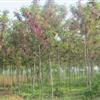 香花槐 刺槐 臭椿 苦楝杨梅杜梨马褂木水杉重阳木