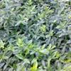 景观苗木价格:绣线菊,萱草,小叶扶芳藤,小叶爬墙虎,雪松