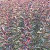2-4公分紫叶矮樱 花灌木工程苗报价