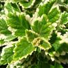 花叶薄荷报价/浙江花叶薄荷报价
