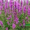 红花千屈菜行情报价\红花千屈菜图片展示