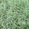 浙江花叶芦竹*新报价/花叶芦竹图片