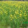 黄菖蒲*新价格/黄菖蒲报价