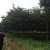 榉树行情报价\榉树图片展示