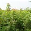 河南珙桐 河南喜树 河南七叶树 河南构树