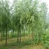 河南花木价格,河南苗木价格-广玉兰价格,白玉兰价格,黄山栾树