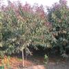 八月桂花价格,石楠价格,红瑞木价格,樱花价格,木槿价格