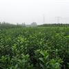 山东青州优质冬青大量批发