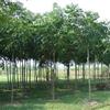 栾树 江西栾树种苗基地 栾树价格优惠