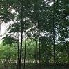 山东最大苦楝基地 苦楝价格 子产苦楝种苗
