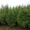 水杉 规格从1米高小苗到30公分的大树都有 数量大，自产自销