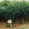 江西樱花1*新报价/樱花1图片