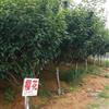 樱花2行情报价\樱花2图片展示