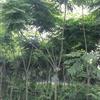  Ӧɶ 7-8ҡǮ  ҡǮе