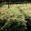 低价供应小叶桢楠杯苗,高度一米左右