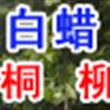 三十公分白蜡价格