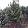 茶花树6-8公分报价/湖南茶花树6-8公分报价
