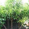 红花木莲*新价格/红花木莲报价