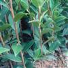 良种油茶苗50万株图片\良种油茶苗50万株报价