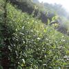 湖南两年生油茶苗*新报价/两年生油茶苗图片
