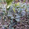 油茶供应/油茶图片