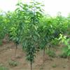 优质100%纯度茂县大樱桃树苗批发