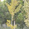 欣润苗木大量供应银杏 4公分
