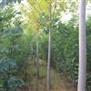 欣润苗木大量供应白蜡 8公分